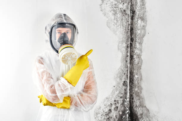 Why You Should Choose Our Mold Remediation Services in Winchester, IN